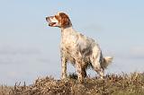 SETTER ANGLAIS 170